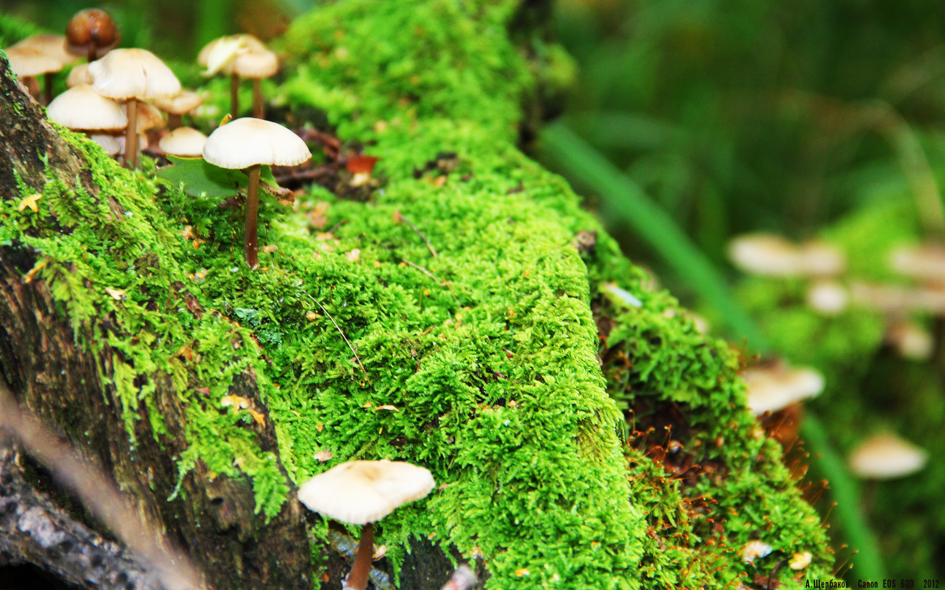 达里尔·基：他以敏锐的观察力和无懈可击的防守技巧，稳固了全黑队的后防线