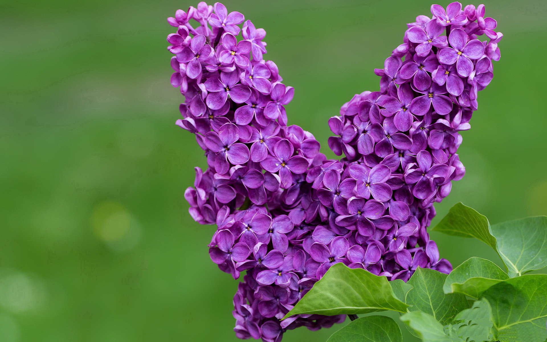 阿森纳青训不断突破，未来巨星逐步崭露